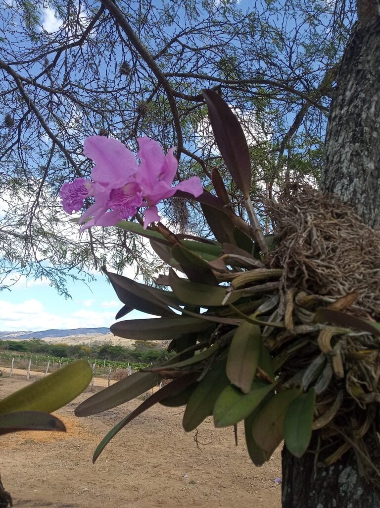 Cómo y cuándo podar una orquídea: Guía esencial para jardineros