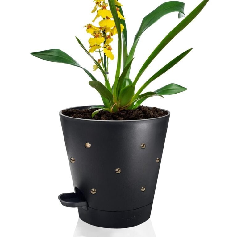 Cómo regar orquídea en maceta sin drenaje