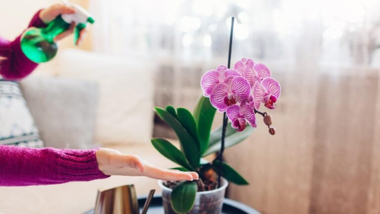 Cuánto tiempo vive una orquídea: Guía completa para su cuidado y mantenimiento