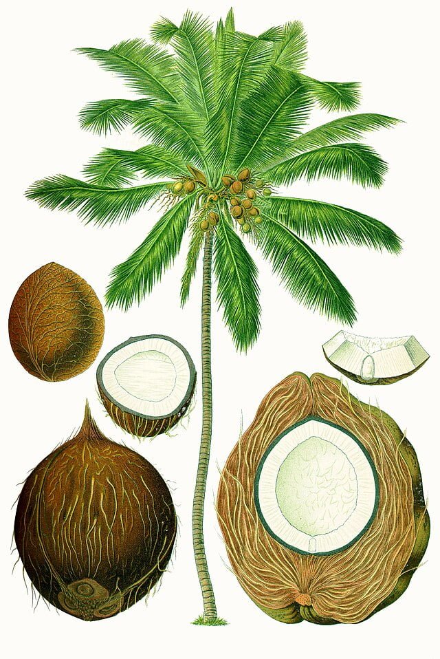 Cuánto mide una palma de coco enana