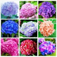 Dónde poner las hortensias: Guía completa para su ubicación ideal en tu jardín 715YO2HepQL._AC_UF8941000_QL80_