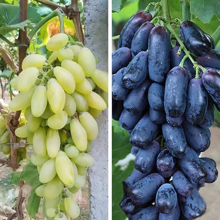 Cómo sembrar una semilla de uva: Guía paso a paso para tu jardín