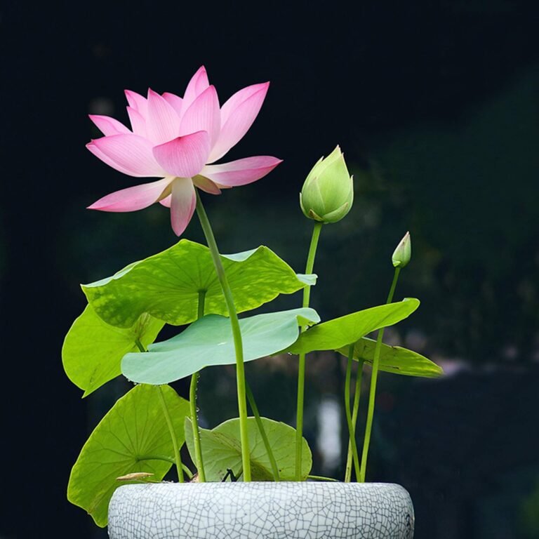 Cuánto cuesta una flor de loto: Guía de precios y cuidados