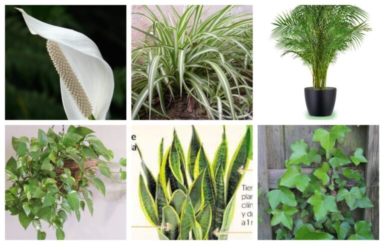 Qué plantas purifican el aire en casa