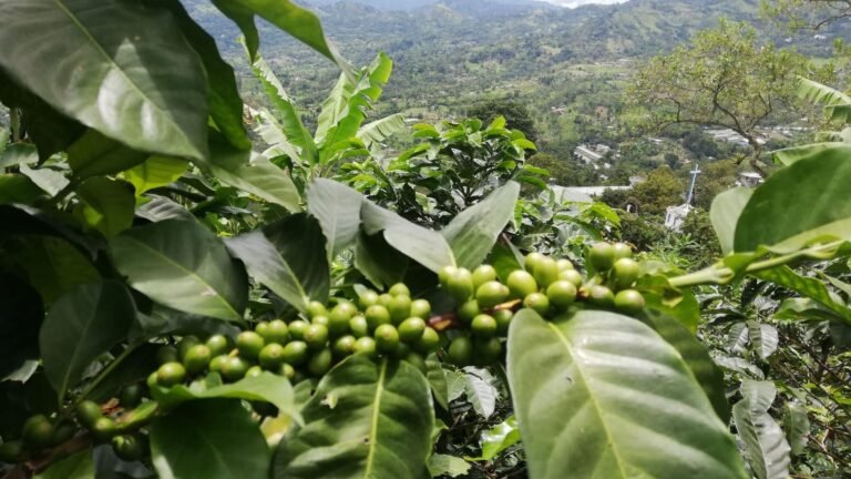 Cuántos kilos de café produce una planta de café al año