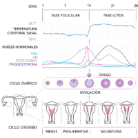 800px-MenstrualCycle2_es.svg
