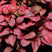 86754131-bush-de-hojas-rojas-planta-en-jardin-en-fresco-y-relajarse-emocion-hermosa-textura-en-el-patio