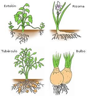 Cómo se siembran las plantas sin semillas