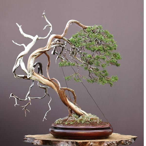 Cómo hacer que un bonsái reviva sus hojas