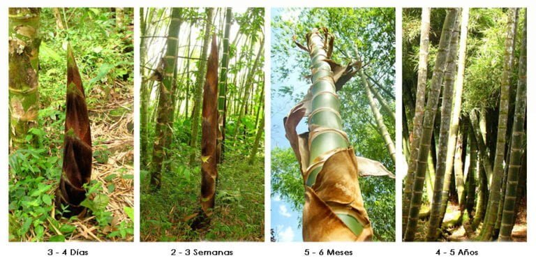 Cuánto cuesta el kg de bambú: Guía de precios y consejos para tu jardín