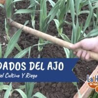 Cuidados-Y-Riegos-Del-Cultivo-Del-Ajo-En-El-Huerto
