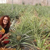 Cultivo-de-pina-en-Canarias-y-Compo-Expert