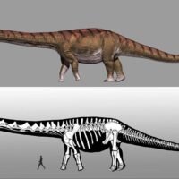 El-dinosaurio-mas-grande-del-mundo-ya-tiene-nombre