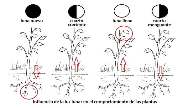 Cuándo sembrar según la luna: Guía de jardinería lunar