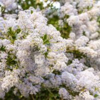 Greenbark-Ceanothus-Flowers_237_Mar-2019_Bryant-Baker_web-scaled