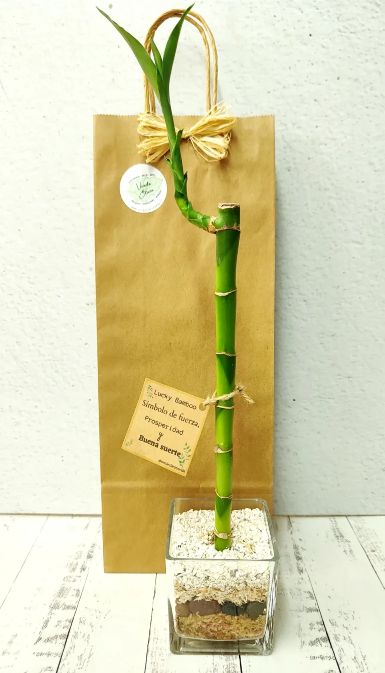 Qué significa 3 tallos de bambú: Un vistazo al simbolismo en jardinería