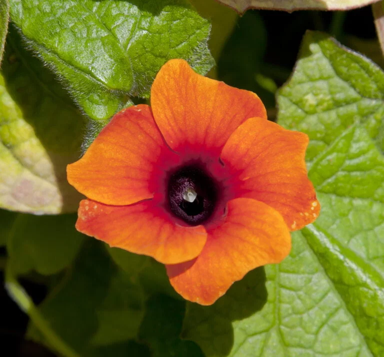 Qué hace el ojo de poeta: Conoce esta planta fascinante para tu jardín