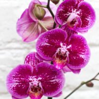 Orquideas-phalaenopsis-vivo-boreal-3