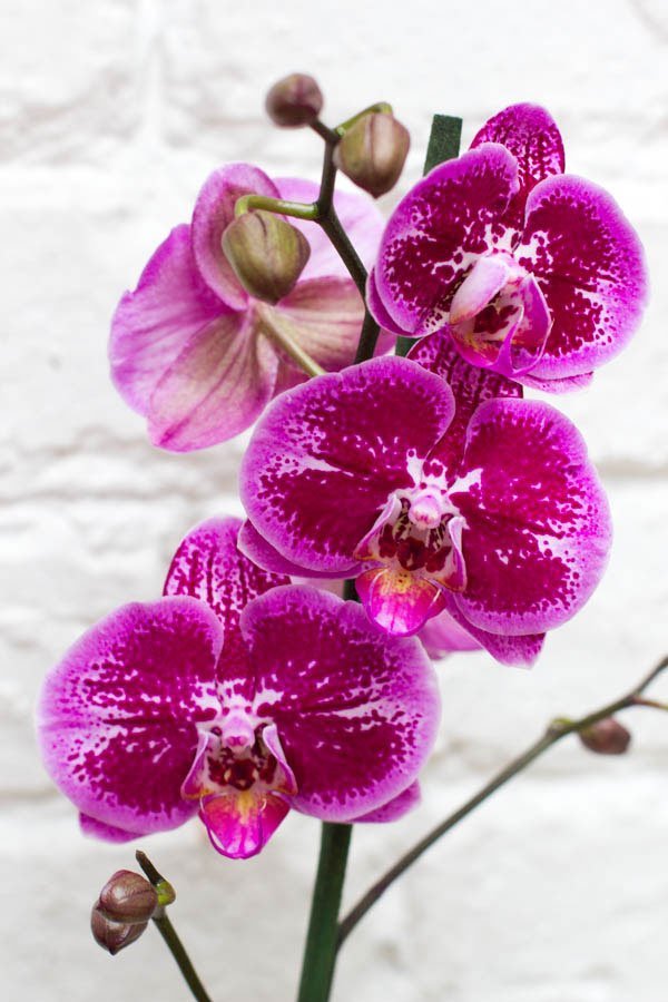 Cuánta agua debo darle a mi orquídea phalaenopsis