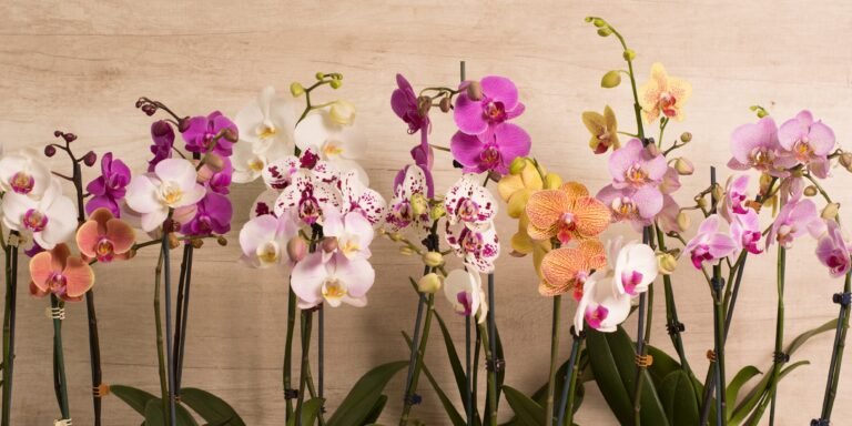 Cómo hacer que las orquídeas florecen todo el año