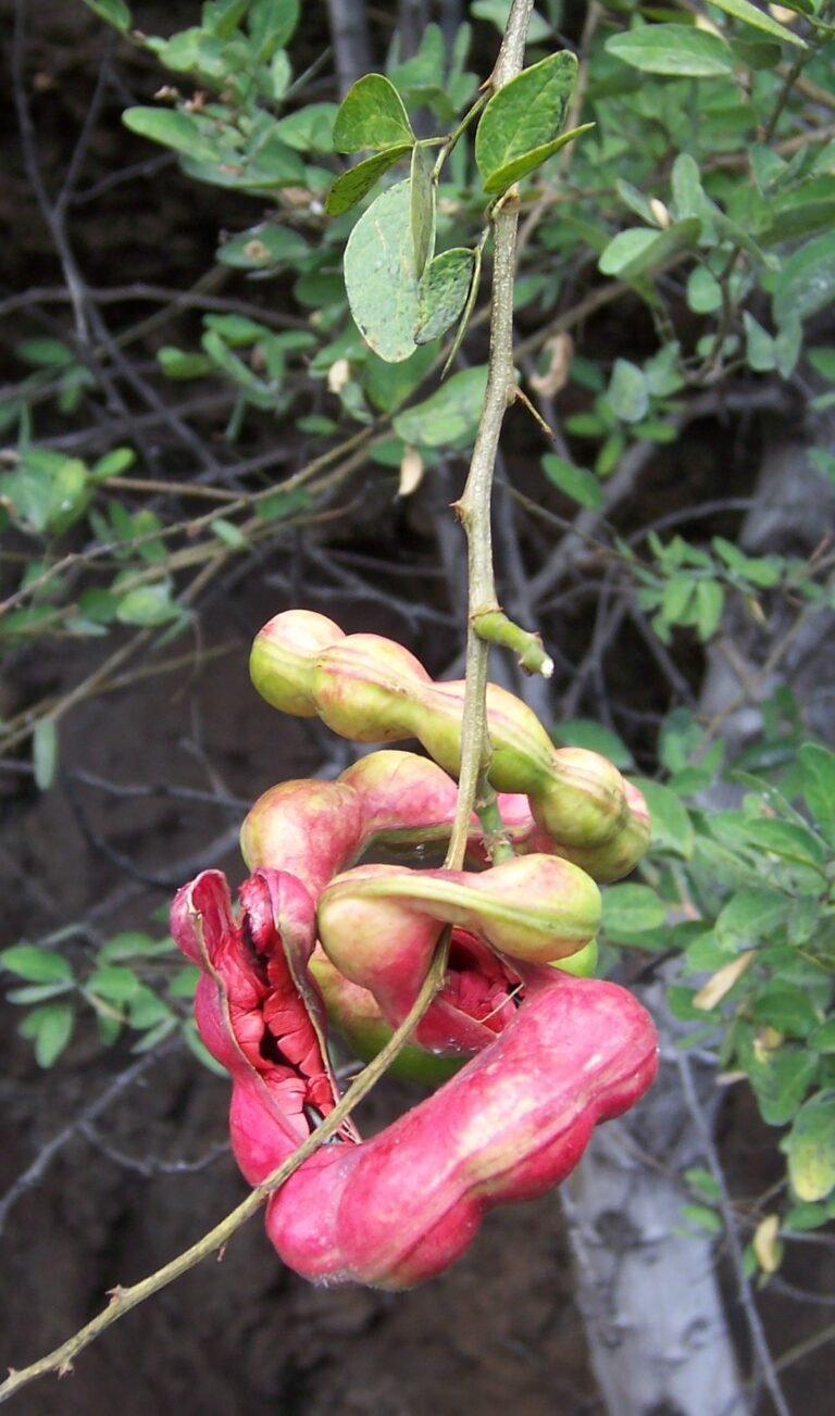 A qué saben los guamuchiles: Un exótico fruto para tu jardín
