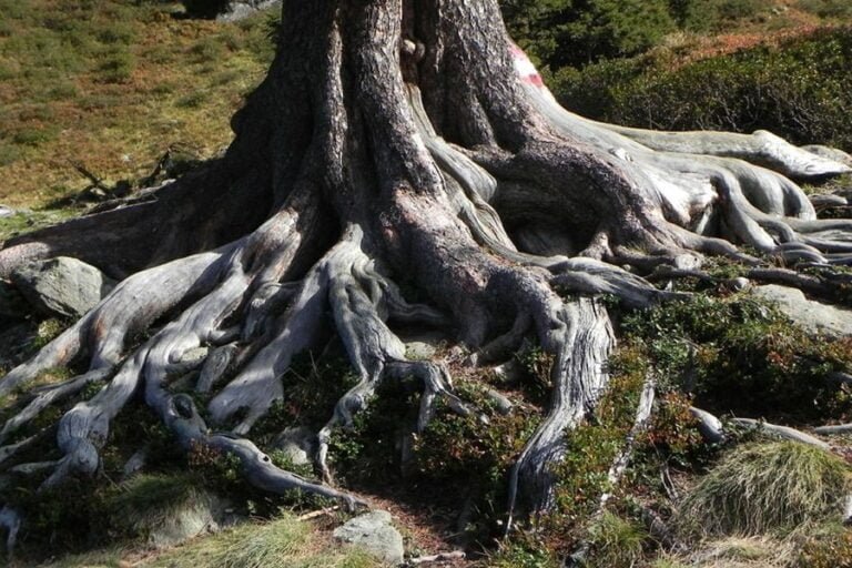 Qué tan profundo llegan las raíces de un árbol