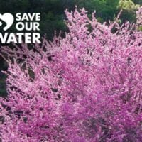 Water-Trees-WesternRosebudblog