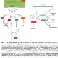 Qué son las auxinas y cuál es su función a3f1