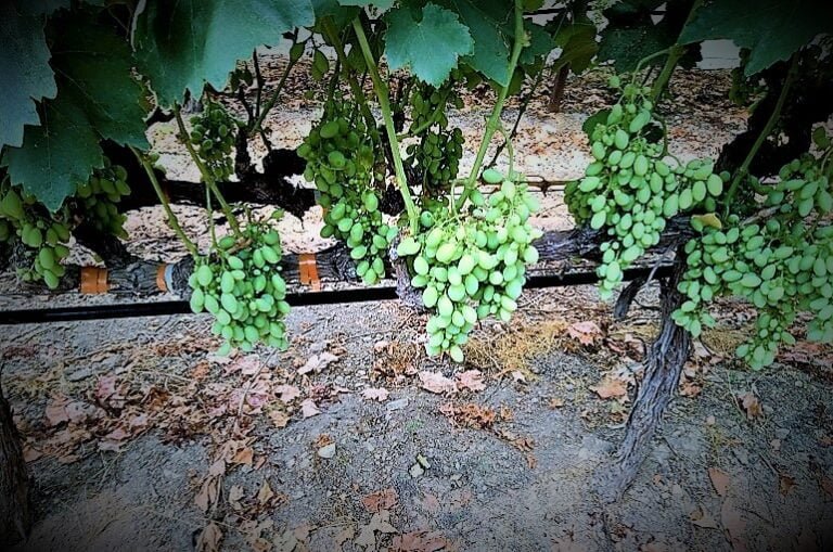 Cuándo abonar la uva: Guía práctica para viticultores aficionados