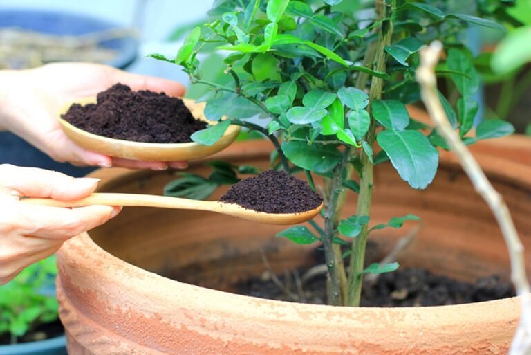 Cómo utilizar el café como abono: Guía práctica para jardineros