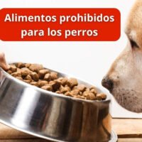 alimentos-seguros-y-peligrosos-para-perros