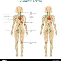 anatomia-humana-sistema-linfatico-ilustracion-medica-ganglios-linfaticos-2ggm0wk