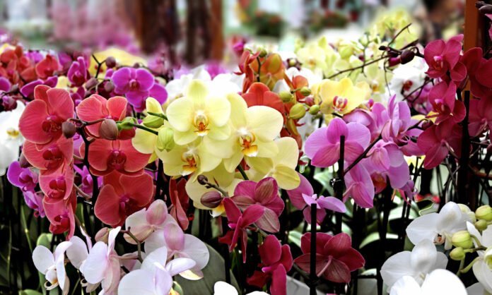 Aprende qué atrae a las orquídeas y consigue un jardín lleno de vida y color