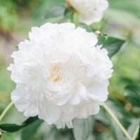 aprende-todo-sobre-la-elegante-peonia-blanca-caracteristicas-y-cuidados-en-jardineria