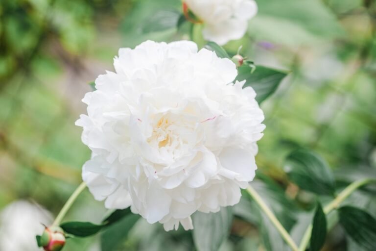 Aprende todo sobre la elegante peonía blanca: características y cuidados en jardinería