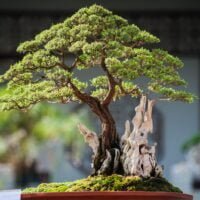 arbol-bonsai