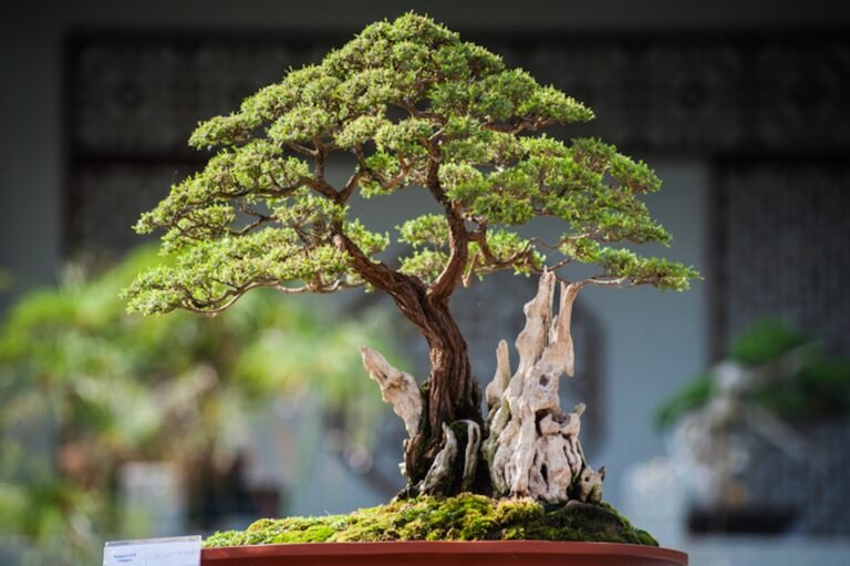 Cómo cortar un árbol tipo bonsái: Guía paso a paso para principiantes