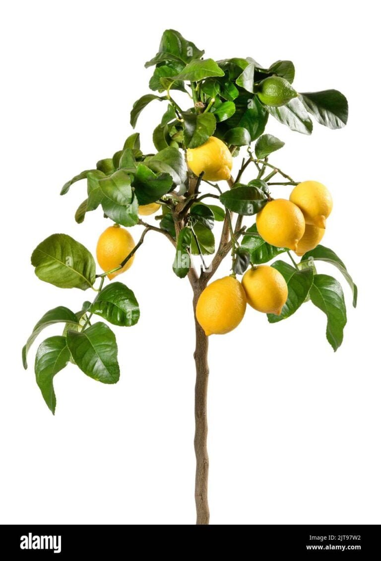 Qué puedo hacer para que mi árbol de limón de frutos