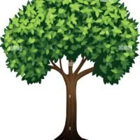Qué es un árbol y cuál es su función arbol-verde-frondoso-de-fondo-blanco-2gwdda7