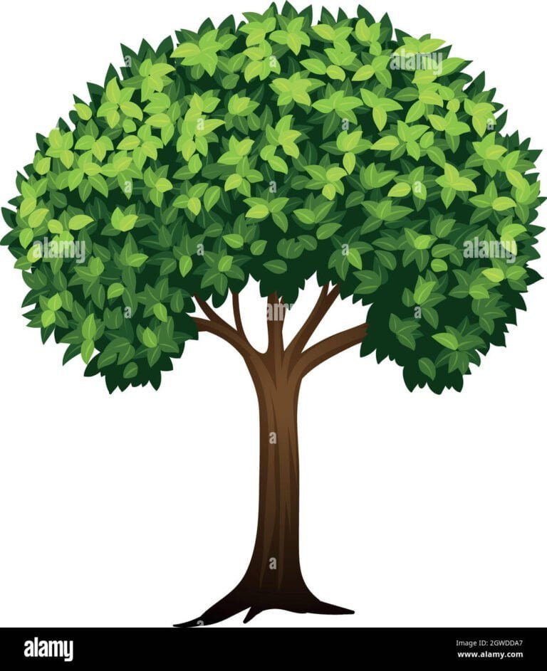 Qué es un árbol y cuál es su función