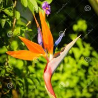 ave-del-paraiso-flor-en-plena-floracion-srelitzia-nicolai-un-jardin-corcega-221477153