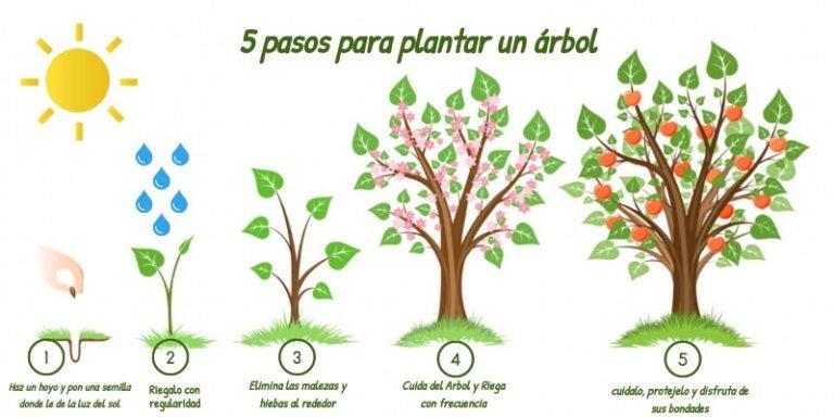 Cómo plantar un árbol a partir de una rama