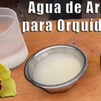 Beneficios del agua de arroz para el cuidado de tus orquídeas: ¡descubre cómo darles un aspecto saludable y vibrante!