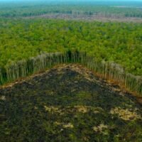 bosque-tropical-en-peligro-de-deforestacion