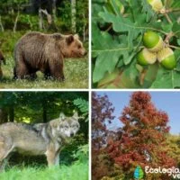 bosque_mixto_caracteristicas_flora_y_fauna_2581_600