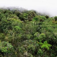 bosques-siendo-protegidos-para-combatir-cambio-climatico
