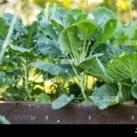 bruselas-organica-fresca-brota-creciendo-en-el-jardin-cultivar-frutas-y-verduras-propias-en-una-granja-jardineria-y-estilo-de-vida-de-autosuficiencia-2r6mp5e