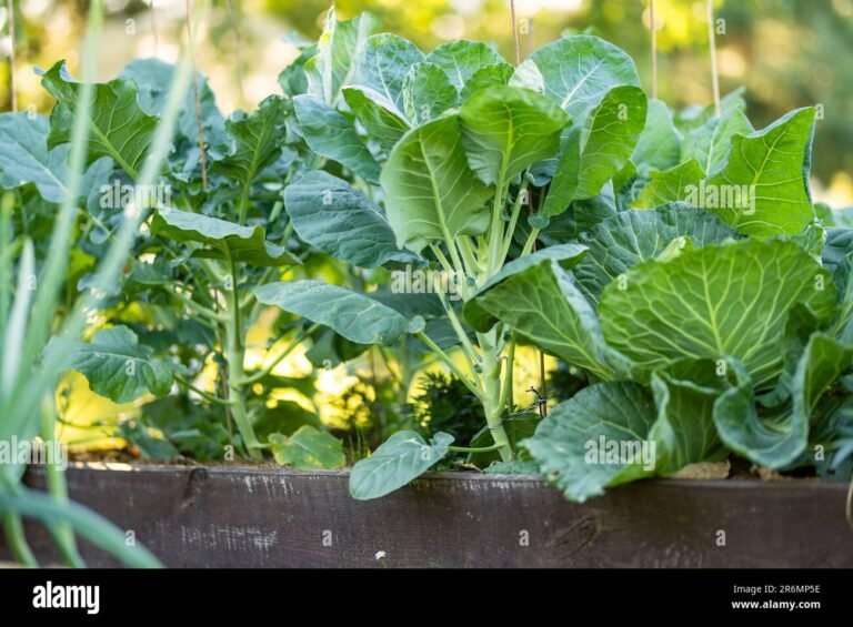 Cuándo salen las Bruselas: Guía completa para cultivarlas en tu jardín