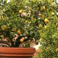 c5251d0f-deco-jardin-485-citricos-ornamentales-xl-xxxx80-1024×682
