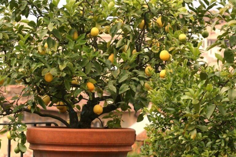 Qué abono se le puede poner al árbol de limón para que de frutos